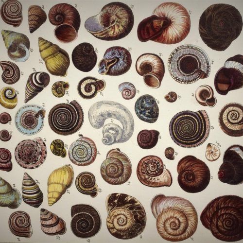 eating snails in france